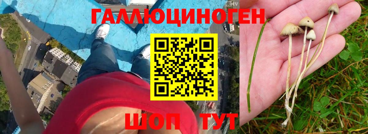 Псилоцибиновые грибы прущие грибы Геленджик
