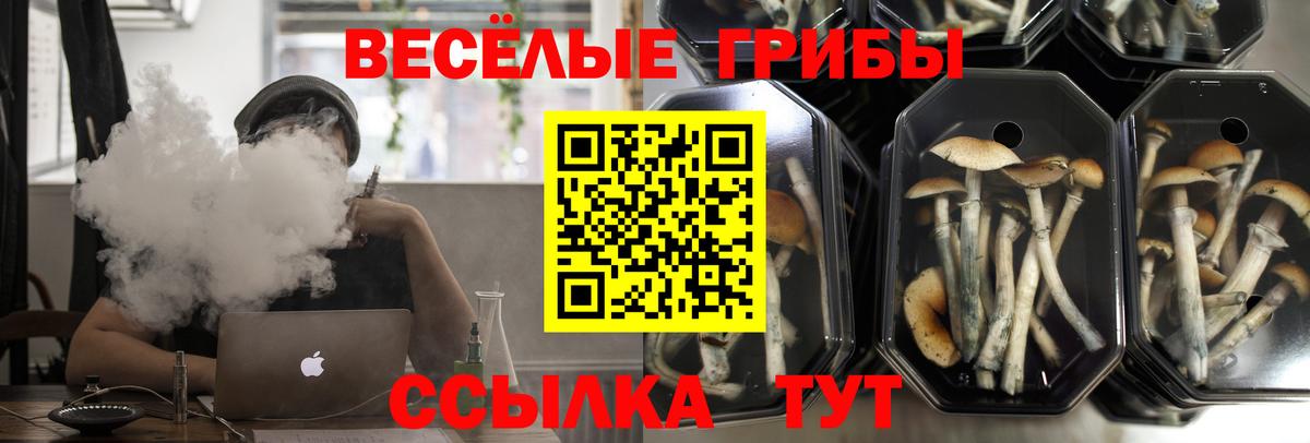 Галлюциногенные грибы Cubensis  Геленджик 